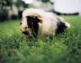 13 Fakten über Meerschweinchen - VIER PFOTEN - Stiftung für Tierschutz in Deutschland