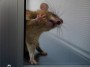 Russian GMO Rat Experiment to be Broadcast 24/7