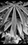  Cannabis-Report: Washington D.C. erwartet Legalisierung und errechnet hohes Marktvolumen - shareribs.com - Rohstoffe - Soft Commodities