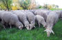Schafe von Weide gestohlen / Nachrichten aus Rendsburg / Aktuelle Nachrichten Rendsburg / News - KN - Kieler Nachrichten