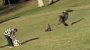 Angebliche Adler-Attacke in Kanada: YouTube-Video ist eine Fälschung - SPIEGEL ONLINE