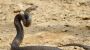 Australien: Mann will Giftschlange in Kindergarten fangen und stirbt - DER SPIEGEL