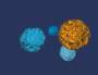 BayImmuNet: International Symposium on Interventional Immunology