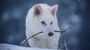 Bekannt aus »Game of Thrones«: »Dire Wolf«-Experiment im Genlabor - DER SPIEGEL