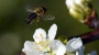 Biene verursacht Defekt am Flugzeug: Kein Geld für Passagiere
