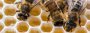 Bienen-Völker: Ein Drittel hat den Winter nicht überlebt - SPIEGEL ONLINE