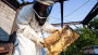 Bienen • Mythos Bienensterben: Phänomen ist seit mehr als 1000 Jahren bekannt