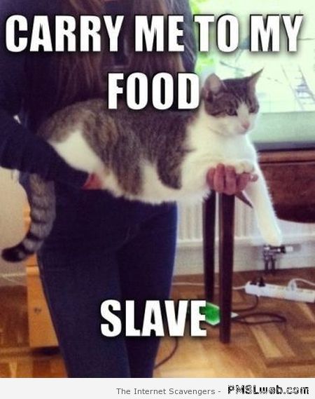3-carry-me-to-my-food-slave-cat-meme.jpg