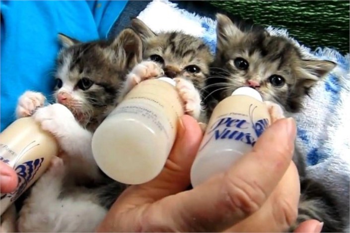 baby-kittens-drink-milk-from-bottles-....jpg