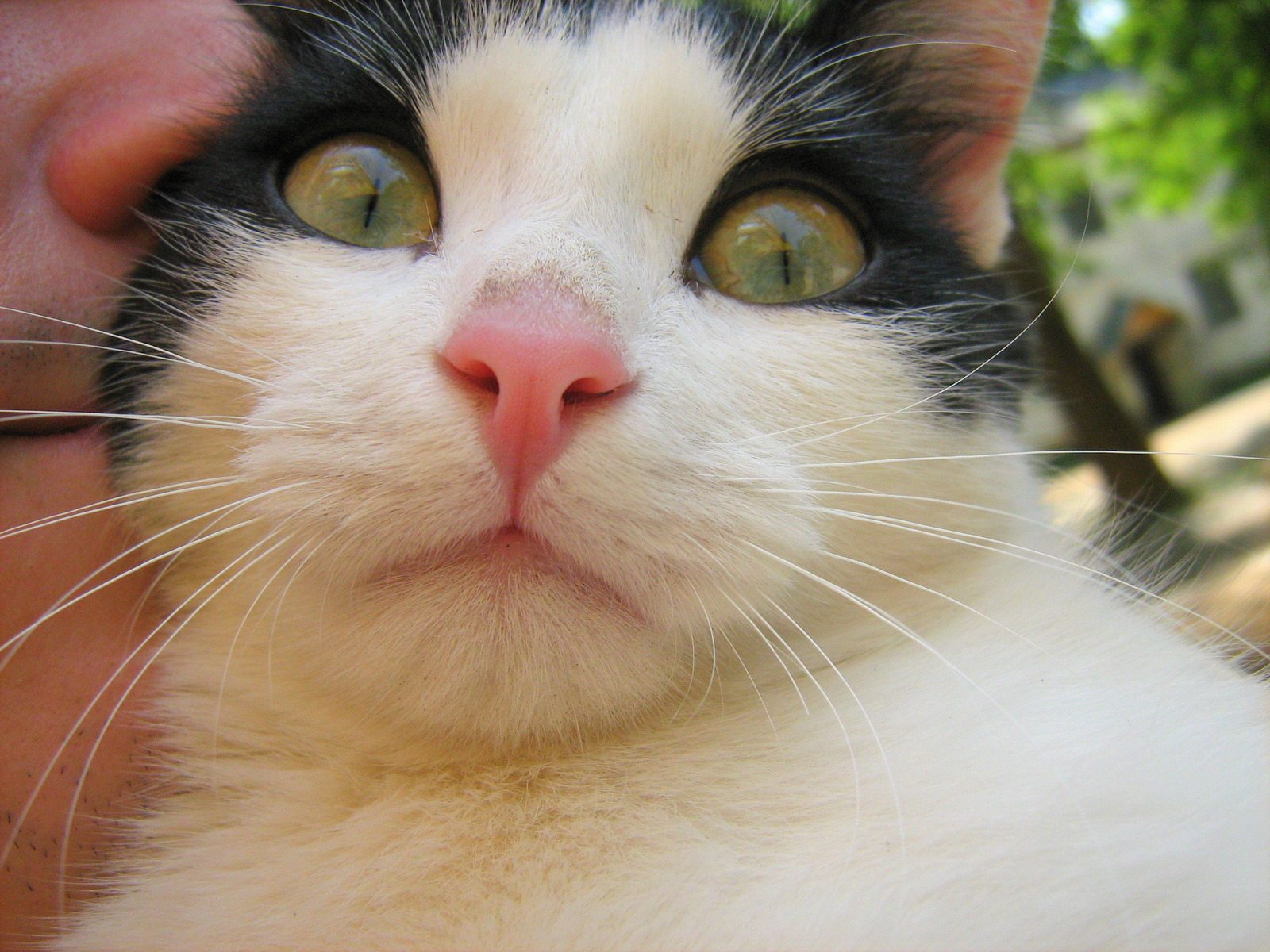 green-eyes-black-and-white-cat-1.jpg