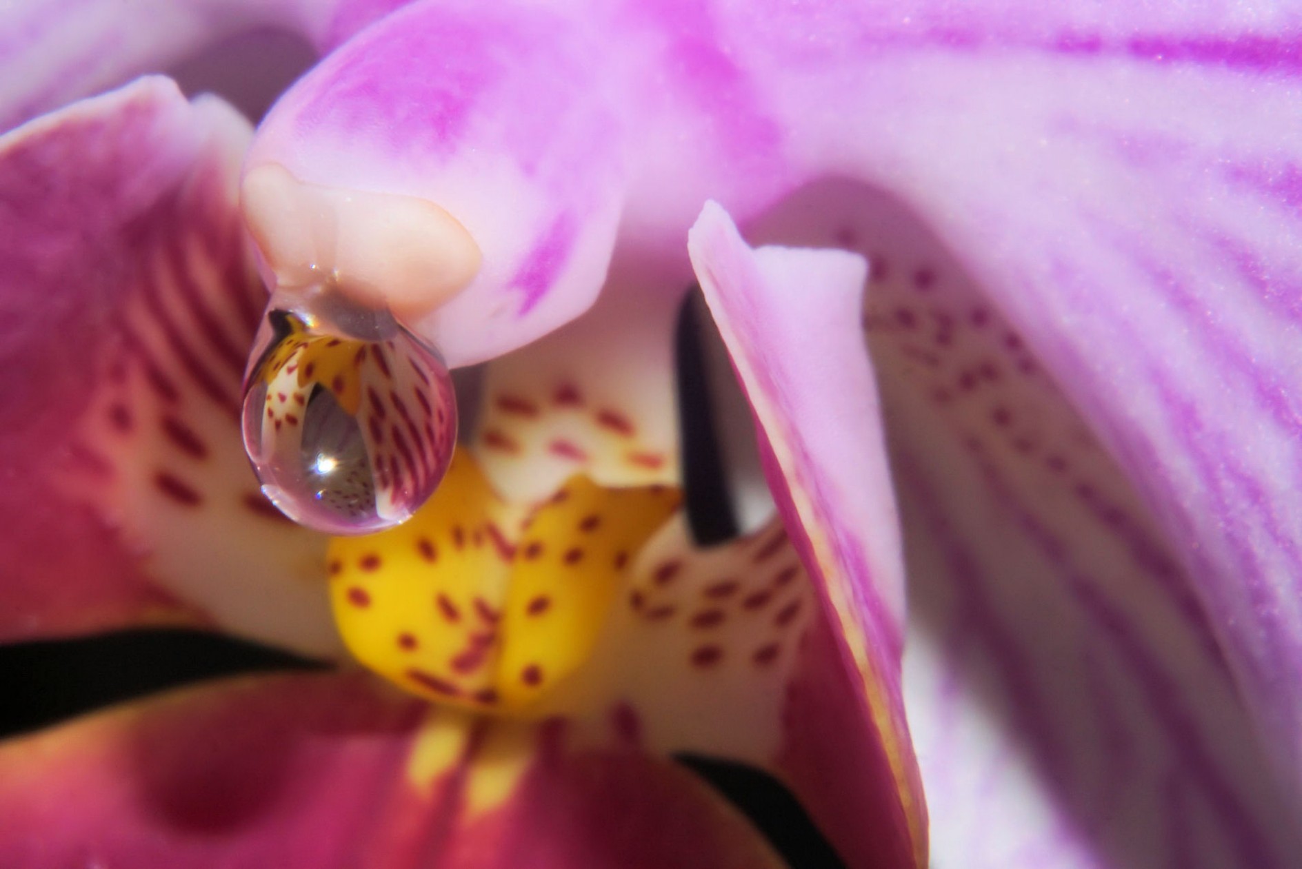 orchideenbl__te.jpg