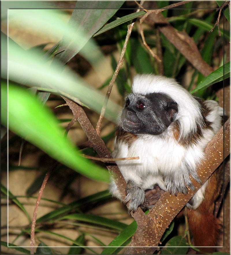lemuren_03_duisburger_zoo.jpg