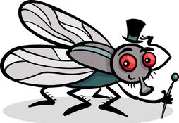 insekt-karikatur-abbildung-fliege-....jpg