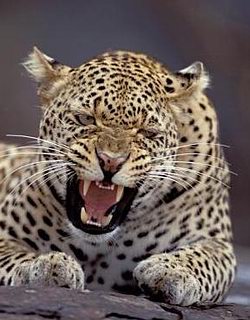 leopard_03.jpg