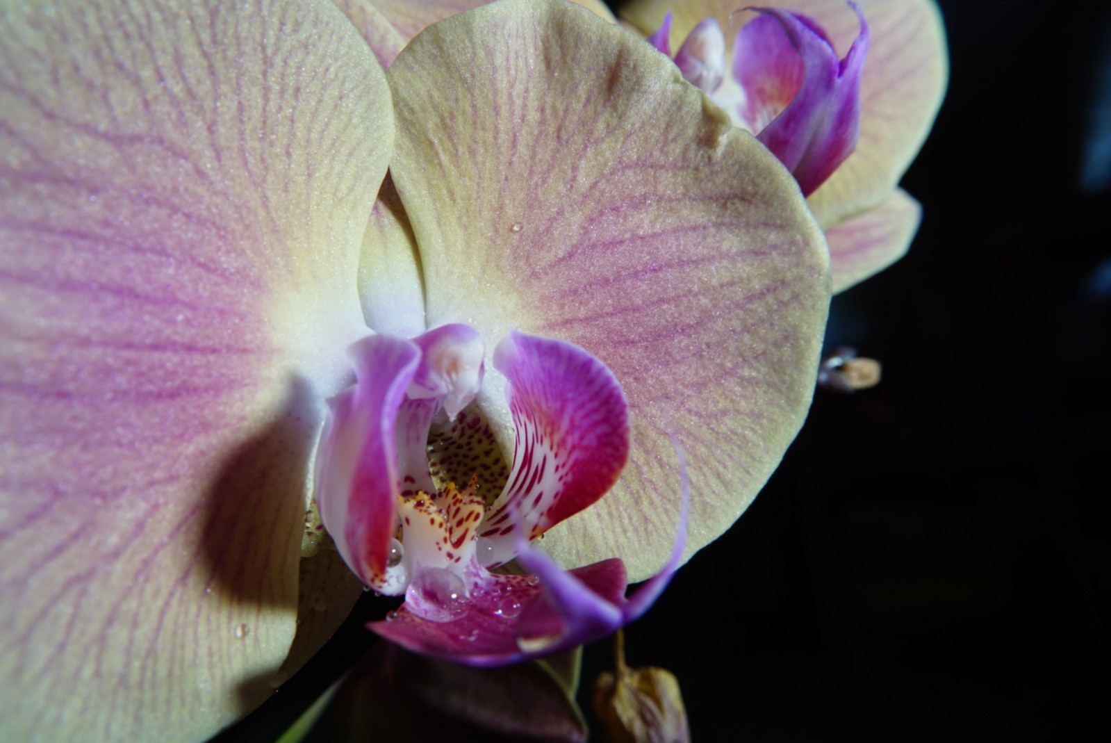 orchideen_bl__te_dez_2021.jpg