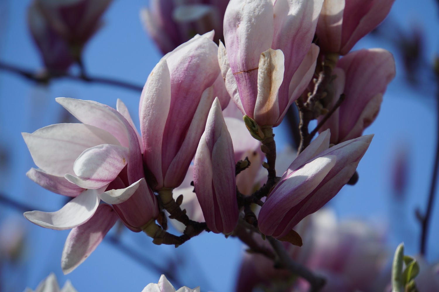 magnolien_april_2023.jpg