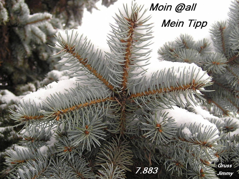 snow_covered_branches_2c_conifer_tree--x.jpg
