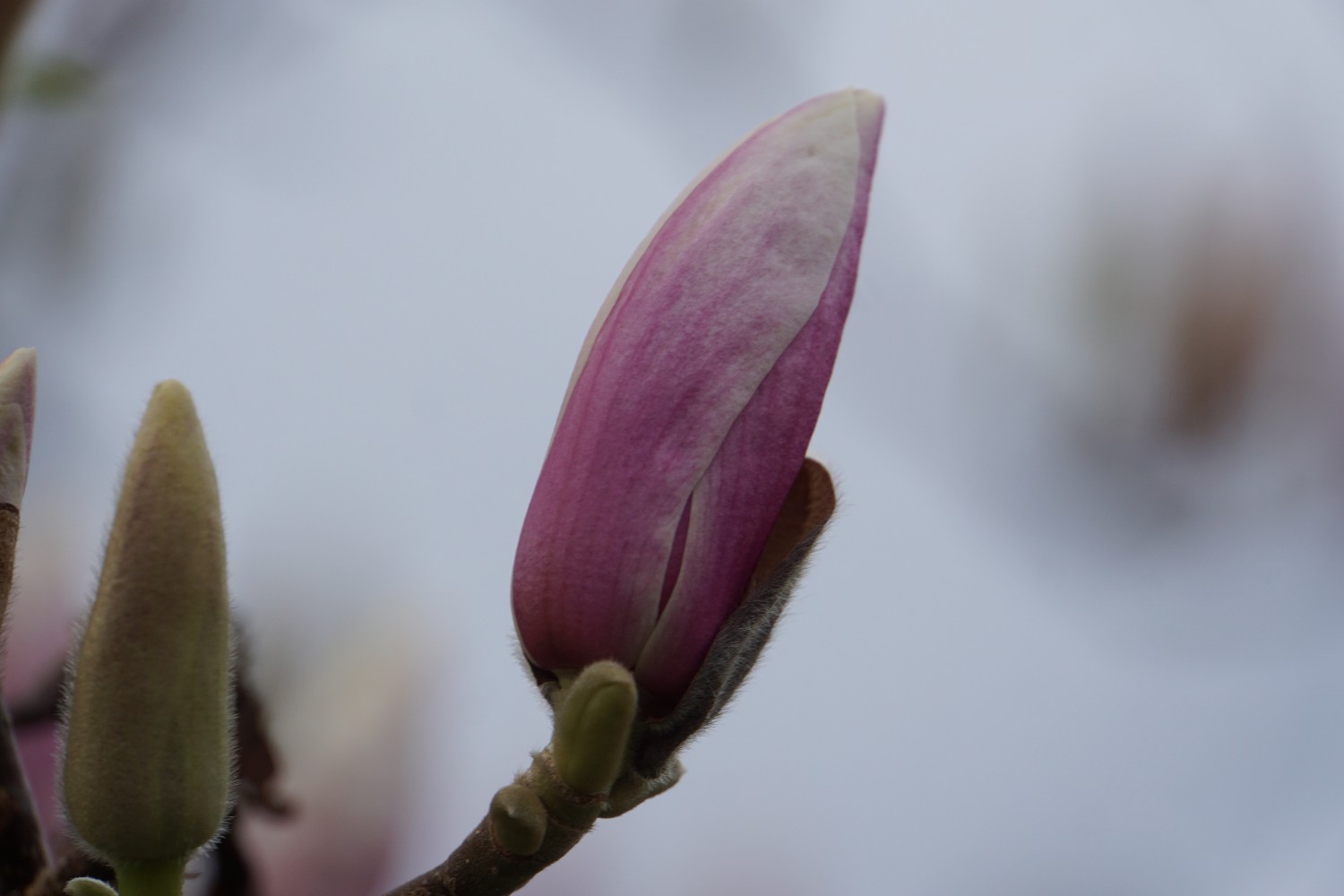 magnolie__m__rz_2024.jpg