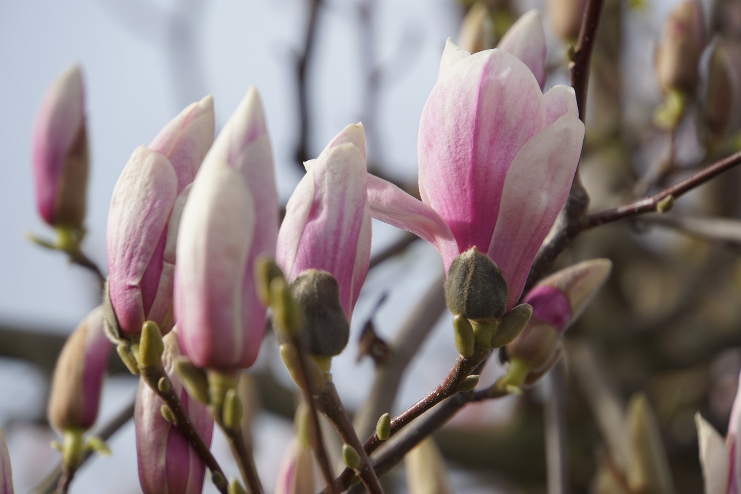magnolien__m__rz_2024.jpg