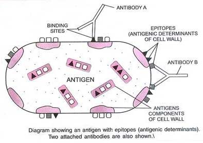 antigen-properties.jpg