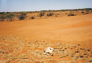 outback_roadkill.jpg