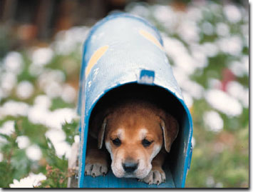 hund-postkasten.jpg
