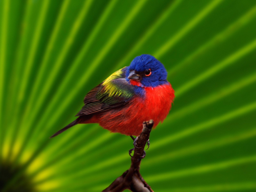 male_20painted_20bunting__20everglades_20na....jpg