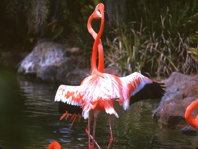 flamingos-007.jpg