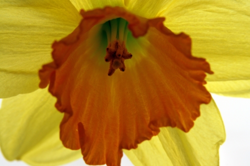daffodil_01.jpg