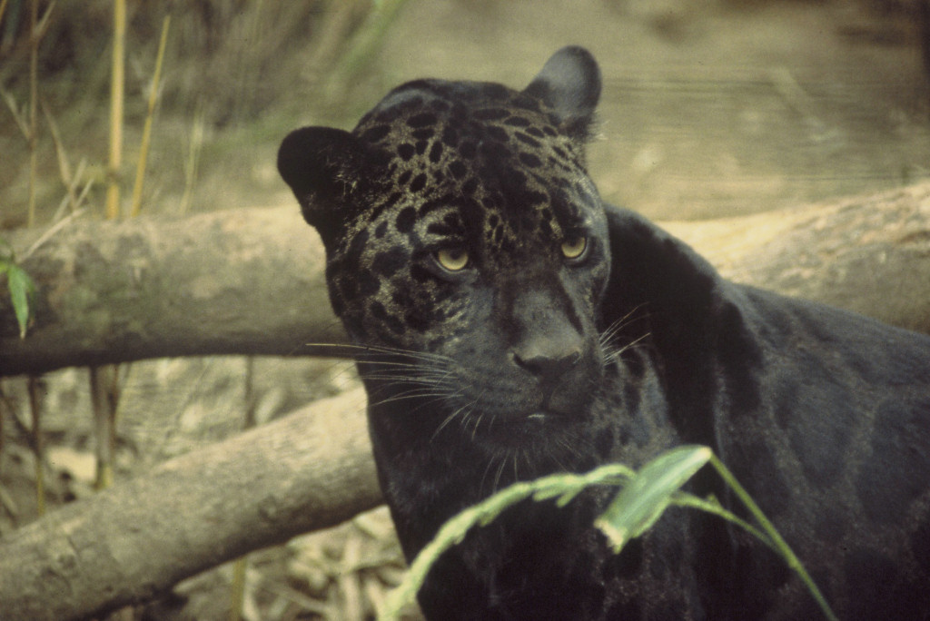 jaguar_01.jpg