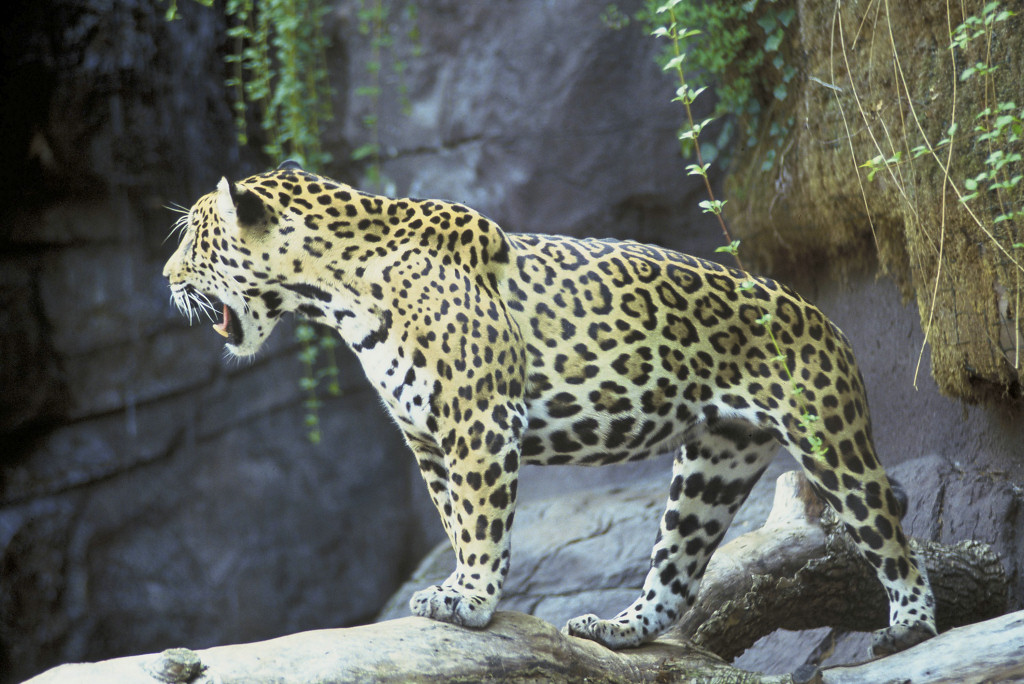 jaguar_02.jpg