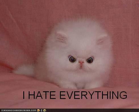 funny-pictures-cat-hates-everything.jpg