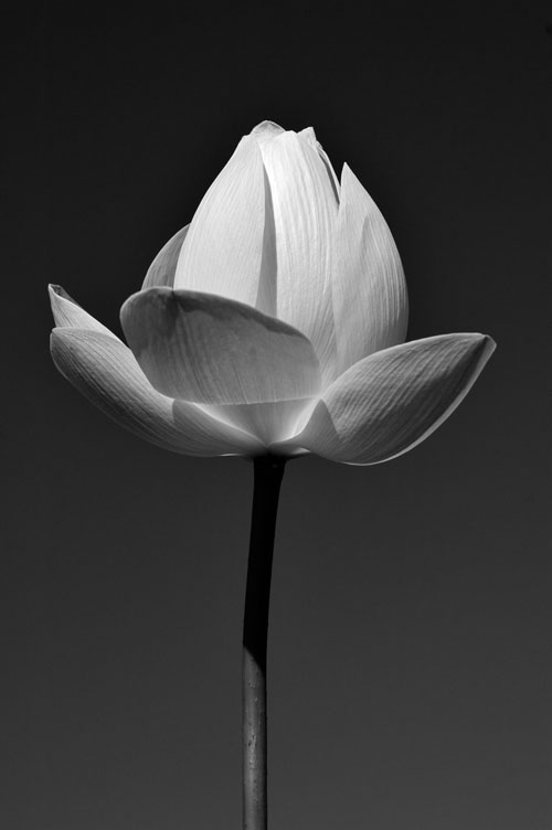 lotusblume.jpg