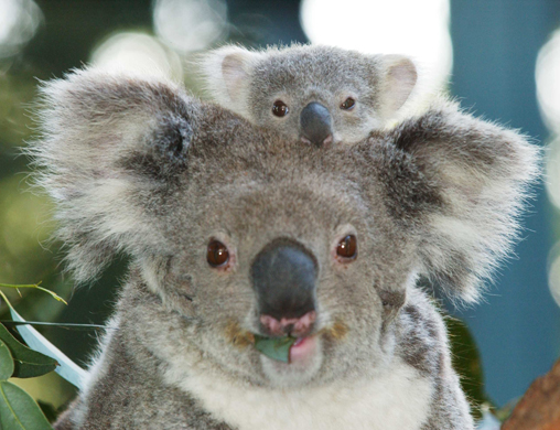 koala_baby1.jpg