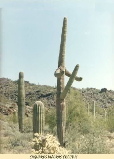 saguaro_erectus.jpg