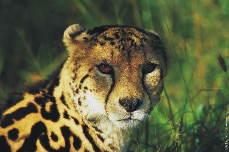 King-cheetah.jpg