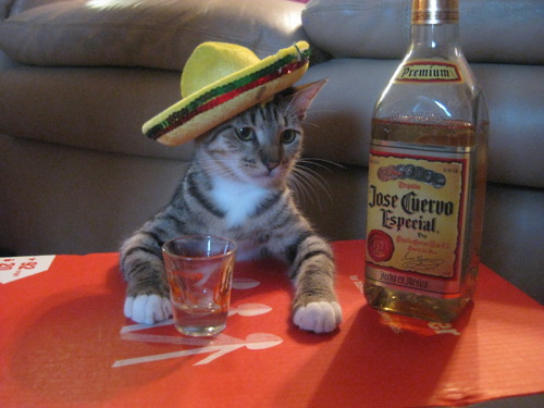 cat-tequila.jpg