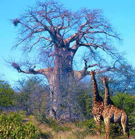 giraffe-baobab-KNP.jpg