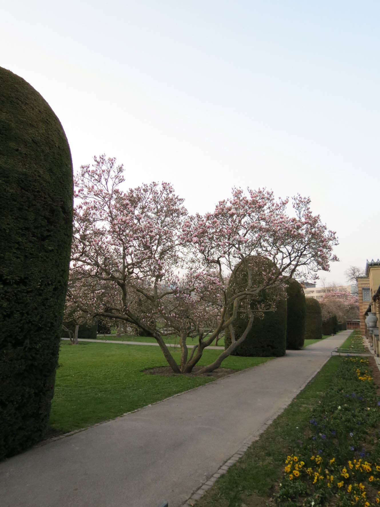 magnolienbluete-wilhelma.jpg