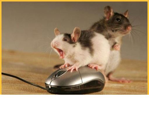Mäuse_unter_sich.jpg