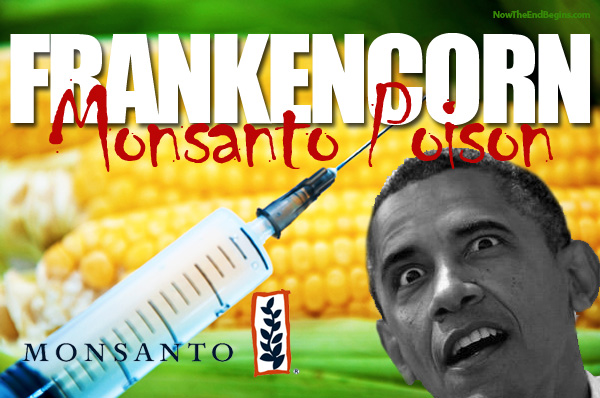 obama-signs-monsanto-protection-act-gmo-corn-....jpg