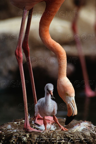 Flamingoküken.jpg