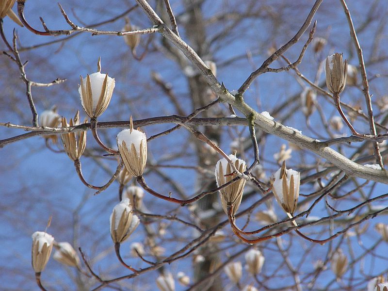 magnolie_im_winter.jpg