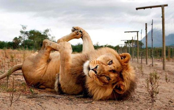 cute-lion-on-its-back.jpg