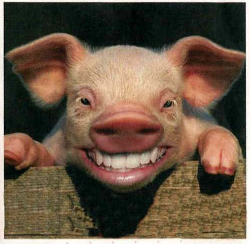 swinia.jpg
