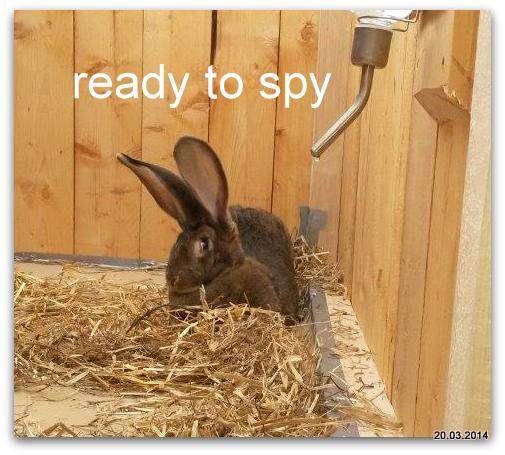spion.jpg