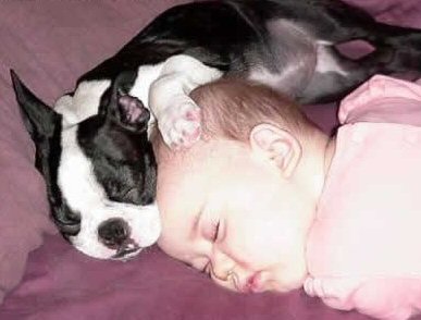 dog_baby_sleep.jpg