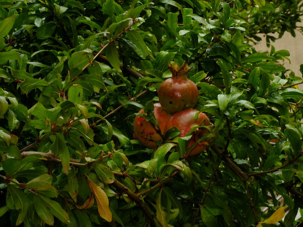 granatapfel.jpg
