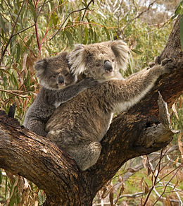 260px-koala_and_baby.jpg