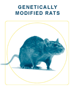 genetically_modified_rats.gif
